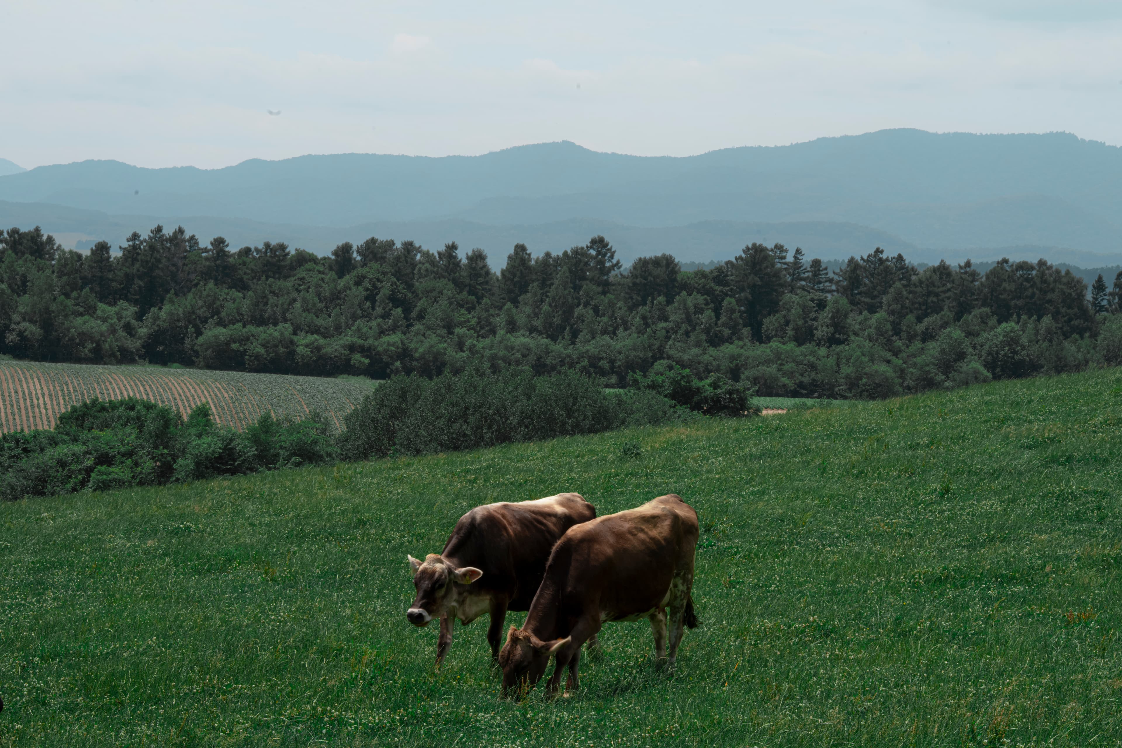 Pastoral Hokkaido