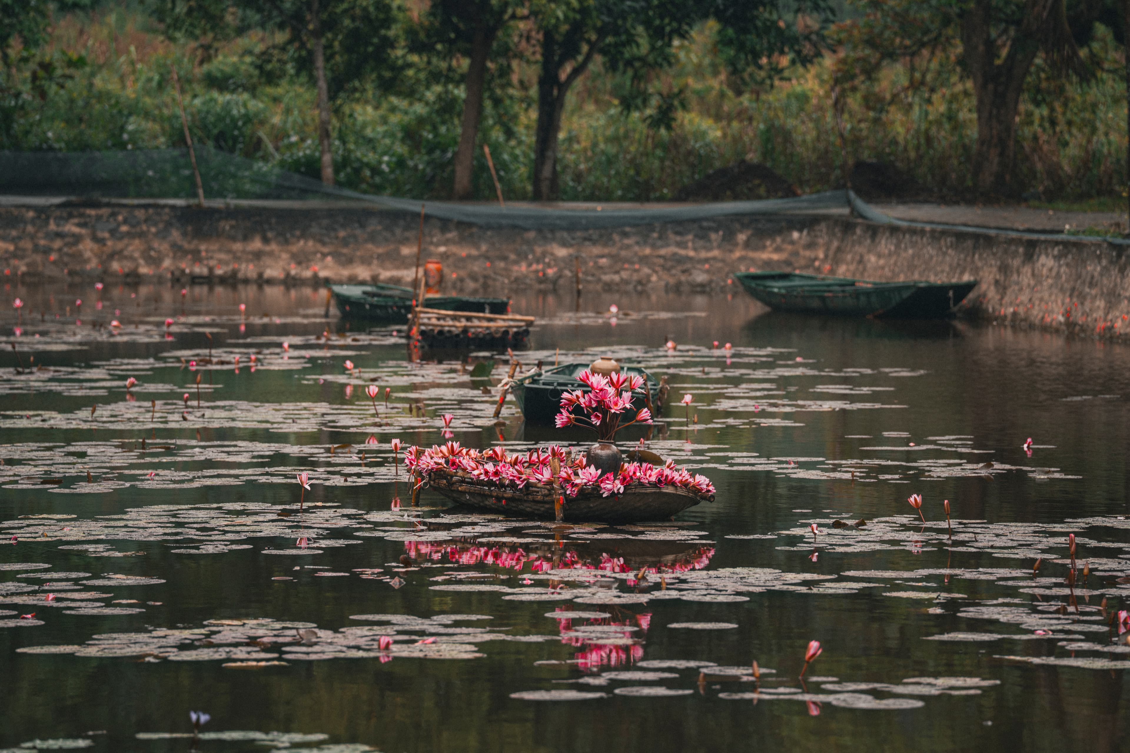 Lotus Pond, Vietnam